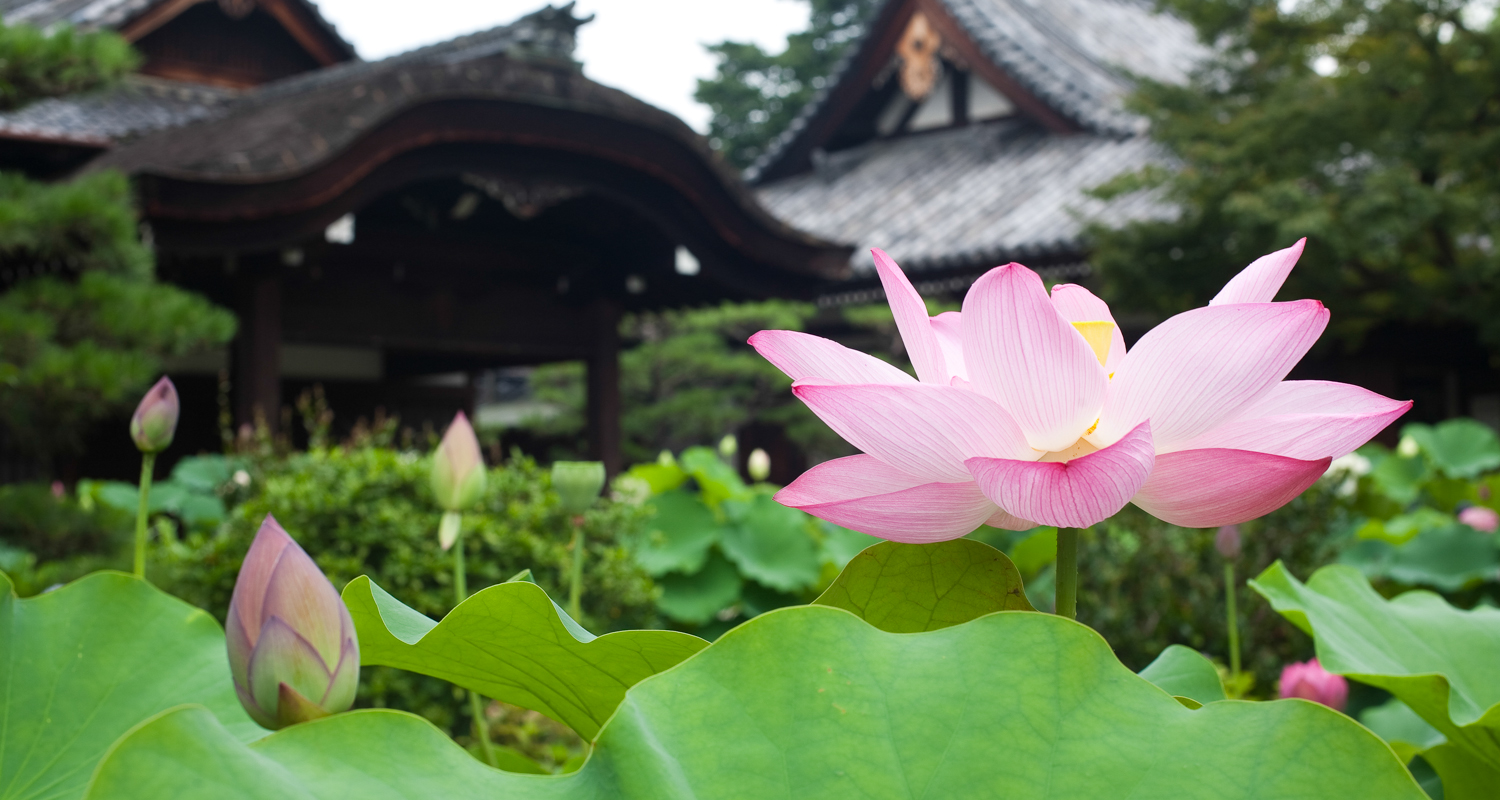 京都で味わう夏の彩り──新緑や季節の花が美しい寺社5選
